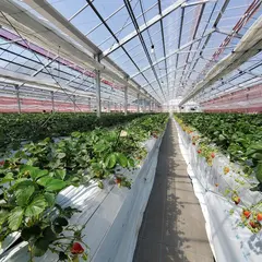 グリーンファーム岩槻尾ケ崎いちごハウス