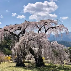 弁天さんのしだれ桜
