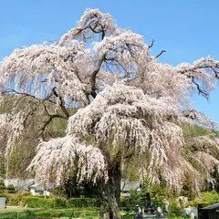 北小倉のしだれ桜