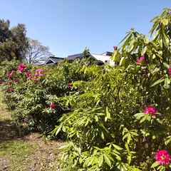 シャクナゲ公園