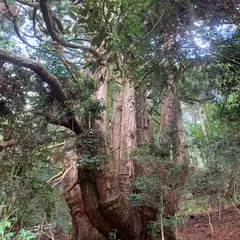 高井の千本杉