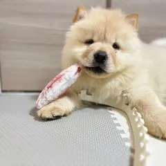 モフれる大型犬たちのカフェ moffle