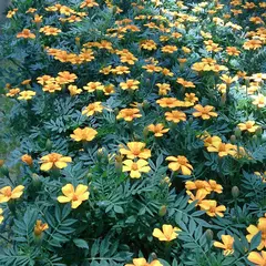 常盤園芸