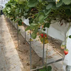 鈴木農園