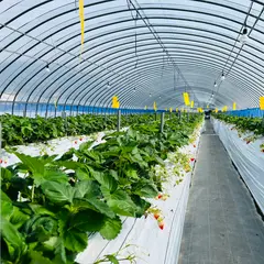 太陽社