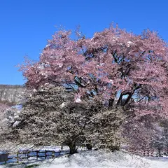 岩手県民の森夫婦桜