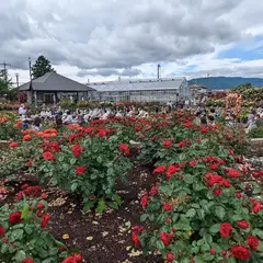 大野町バラ公園