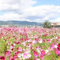 神埼駅 北口 コスモス畑