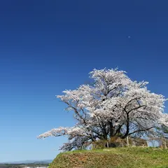 為内の一本桜