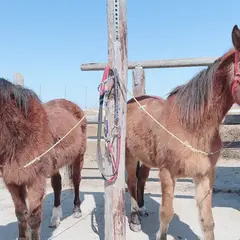 石狩ホーストレック