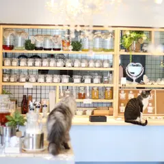 ねこのいる占いカフェ nil