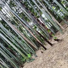 矢戸川緑地