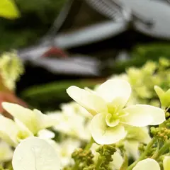 遠州 あじさい寺 本勝寺