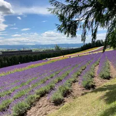 ファーム富田 ラベンダーイースト