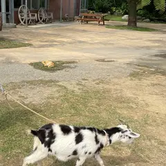 ヤギの散歩