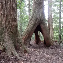 千本山