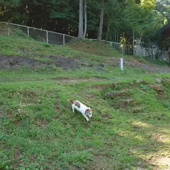ドッグラン 、ドッグカフェギャロップ