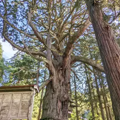 虫川の大杉