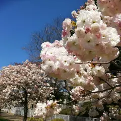 津志田近隣公園