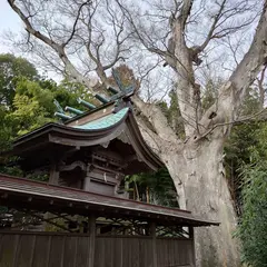 素鵞神社の大欅