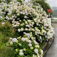 児島あじさいの壁