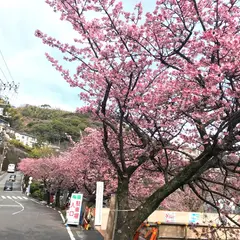 熱海梅園 駐車場