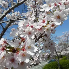 藤原山公園