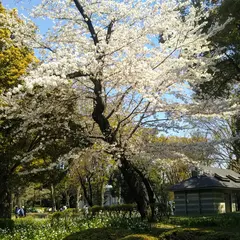 上野公園通り