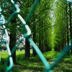 旧秋川高校メタセコイア並木