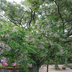 万力公園 万葉の森駐車場