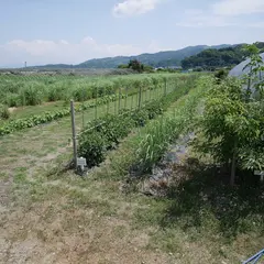 熊本ハーブ園レモングラス