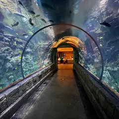 Shark Reef Aquarium at Mandalay Bay