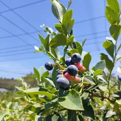 B. ベリーファーム 泉の丘