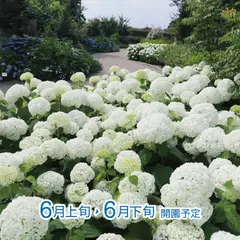 赤塚アジサイガーデン