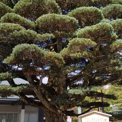 願掛けの五葉松