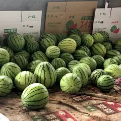 （有）今帰仁すいか