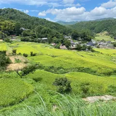 長谷の棚田