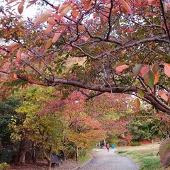 灘丸山公園