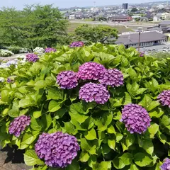 響山地区公園