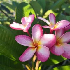 仲田園芸