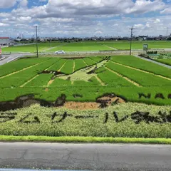 田んぼアート南陽