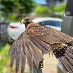G-FALCON福岡