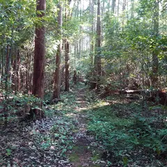 大通寺山陣地