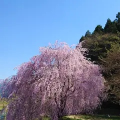 長引野 しだれ桜