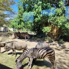 Bali Safari and Marine Park