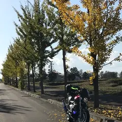イチョウ並木