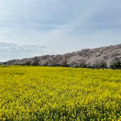 権現堂公園 ひまわり畑