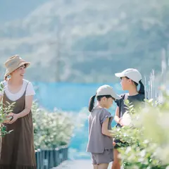 ブルーベリー狩り 広島白木