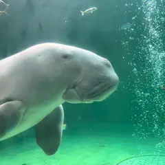 人魚の海