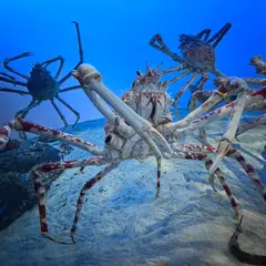 伊勢志摩の海 日本の海